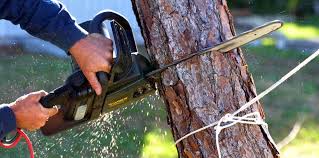 Best Tree Risk Assessment  in Blaine, TN