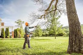 Trusted Blaine, TN Tree Removal Experts