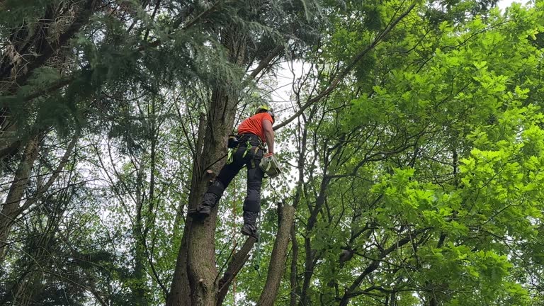 Best Tree Preservation Services  in Blaine, TN