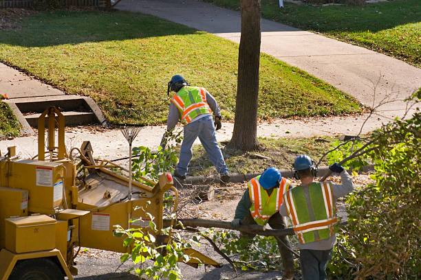 Best Utility Line Clearance  in Blaine, TN