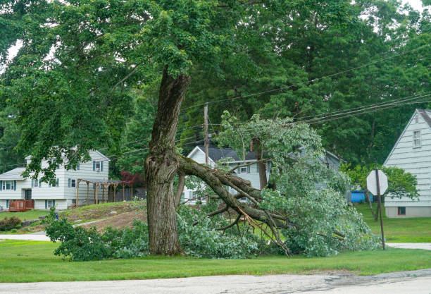 Best Firewood Processing and Delivery  in Blaine, TN
