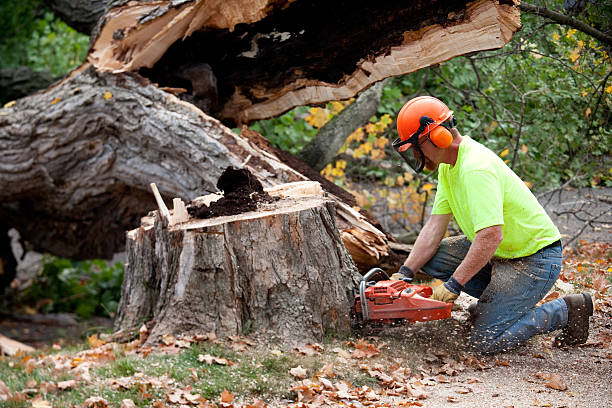 Best Aeration Services  in Blaine, TN
